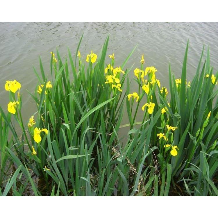 白城基地供应 黄菖蒲袋苗 宿根草本植物