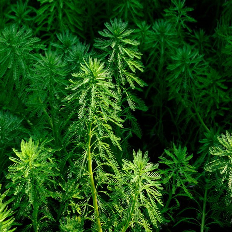 牡丹江轮叶黑藻 红心狐尾藻 沉水植物基地