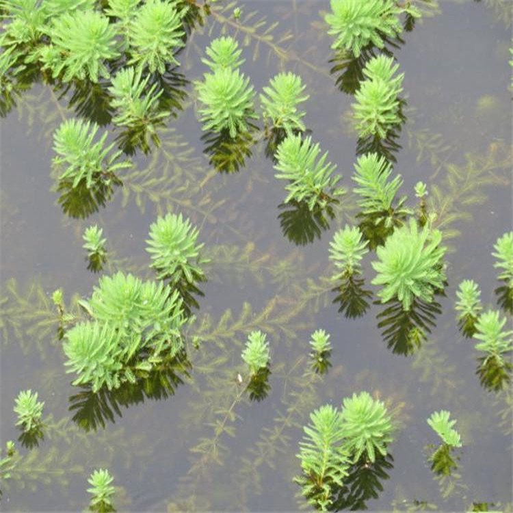 鞍山水生植物苦草 单瓣狐尾藻 沉水景观栽培观赏