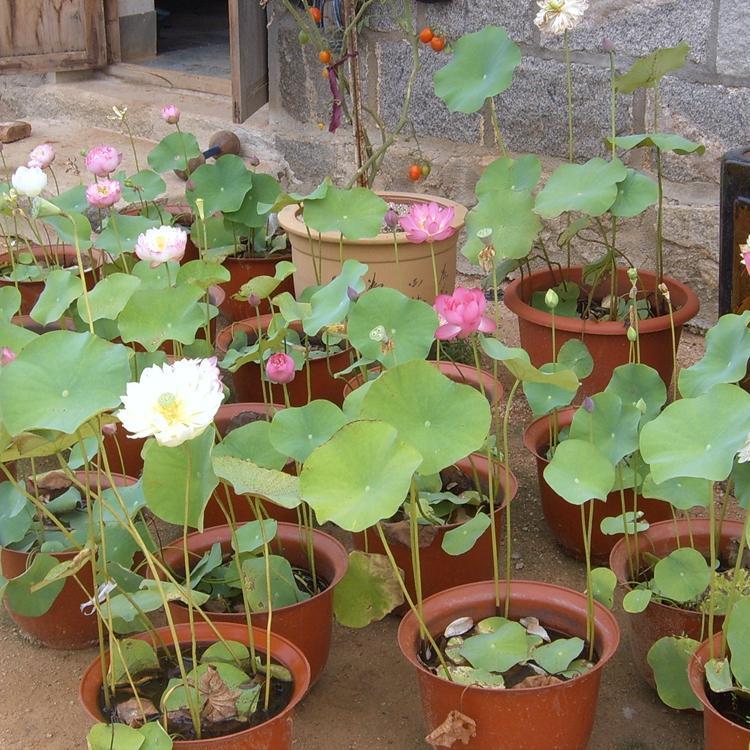 黑龙江基地供应 精品荷花苗 深水耐寒型种苗