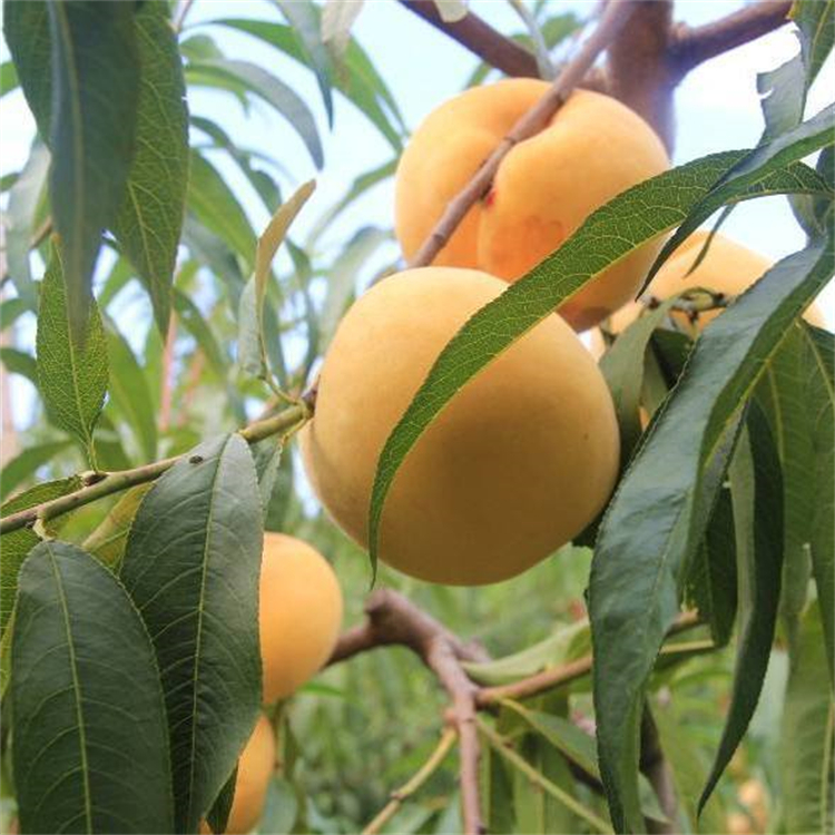 安徽砀山新鲜早熟大黄桃果园场现摘直发