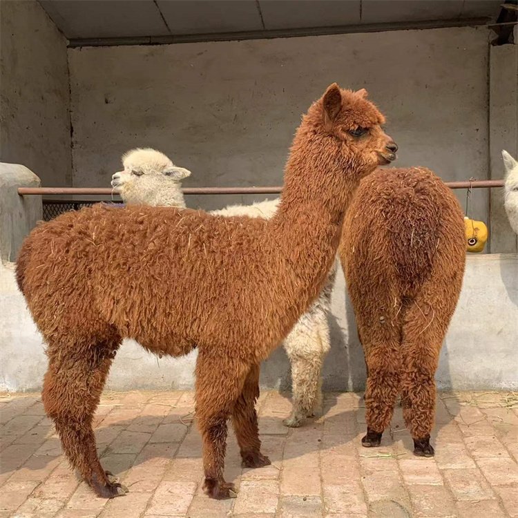羊驼展览租赁 沈阳区拍照观赏成年羊驼出租养殖基地