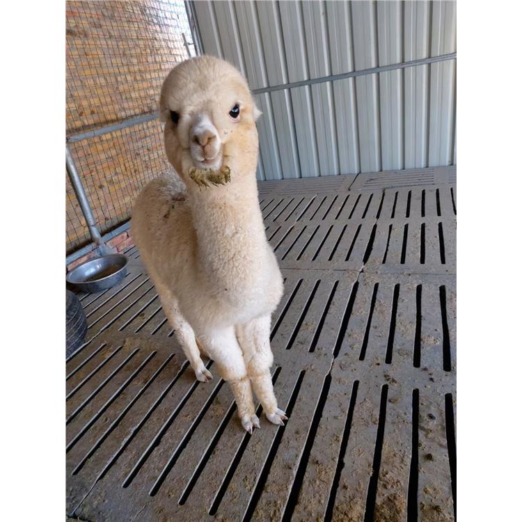 羊驼展览出租 呼和浩特动物园展览羊驼养殖出租萌宠出租