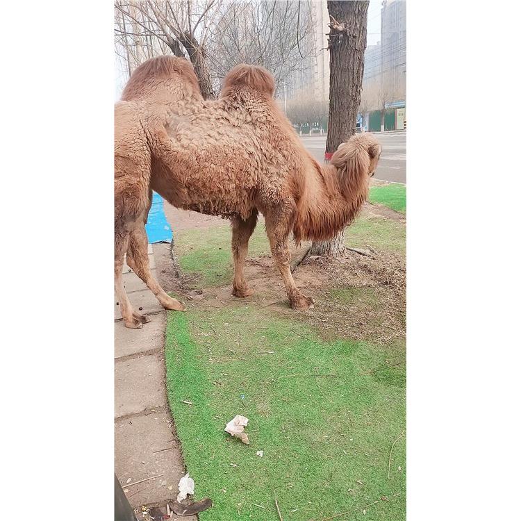 骆驼养殖出租 杭州成年观赏骆驼基地出租多少钱
