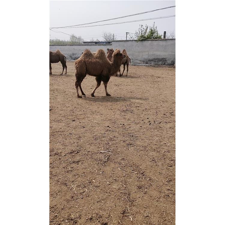 观赏展览骆驼出租 长沙动物园观赏骆驼出租公司