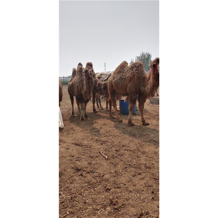 哪里有骆驼展览租赁 长沙区拍照观赏成年骆驼出租联系方式