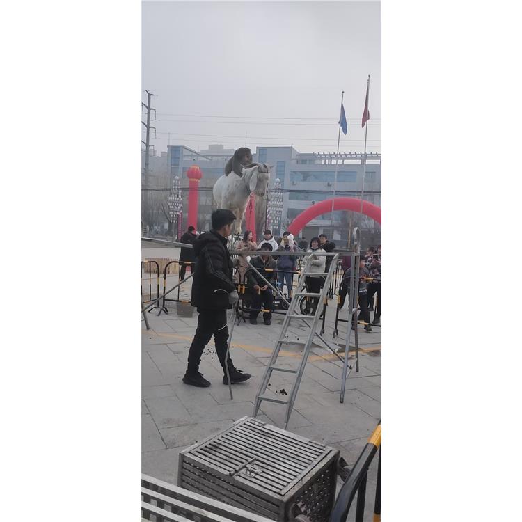 马戏团活动方案 南昌哪里有马戏团表演出租费用