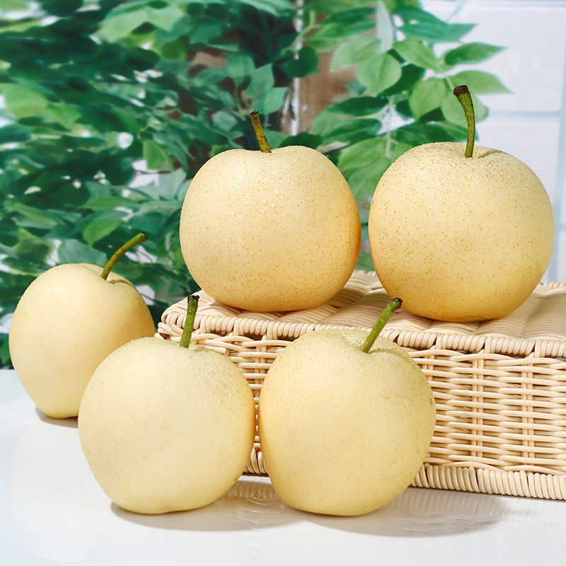 肉质细软多汁砀山皇冠梨 产地现摘_搜了网