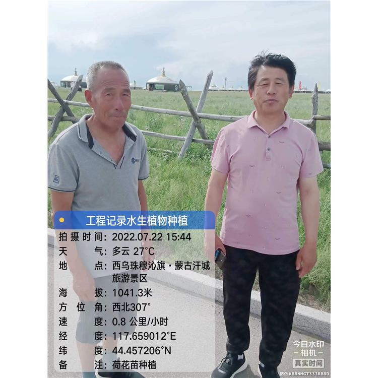 本溪农户自销 菱角 适合湿地公园