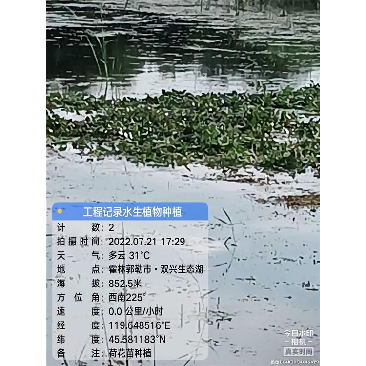 黑龙江苗圃直发 水生花卉千屈菜 耐旱花卉 易成活