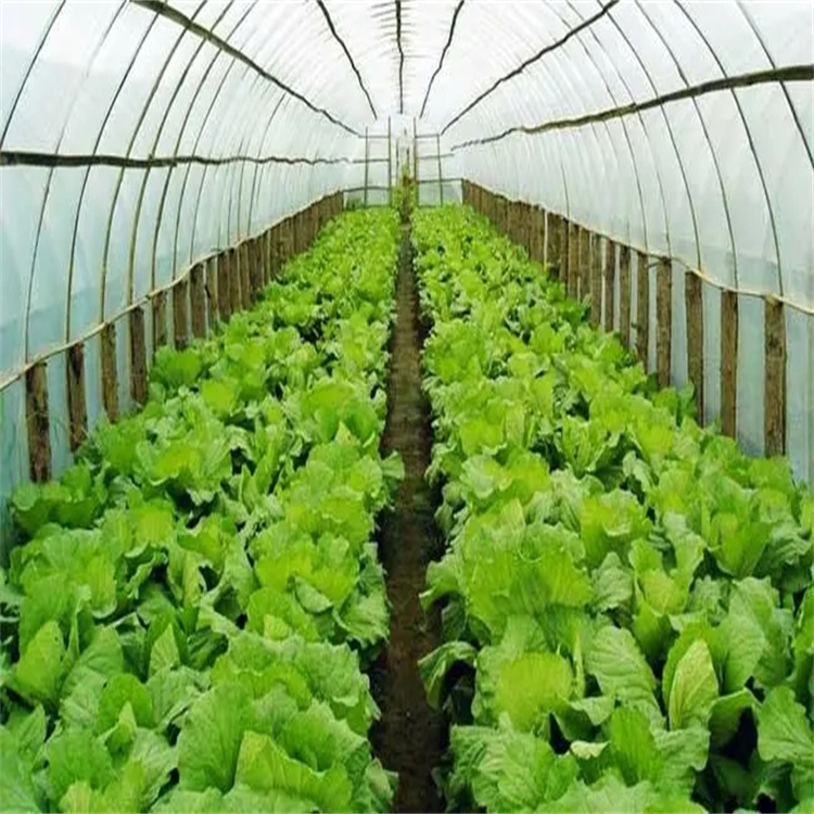 阳光板温室大棚 平谷区阳光板蔬菜钢管大棚制造