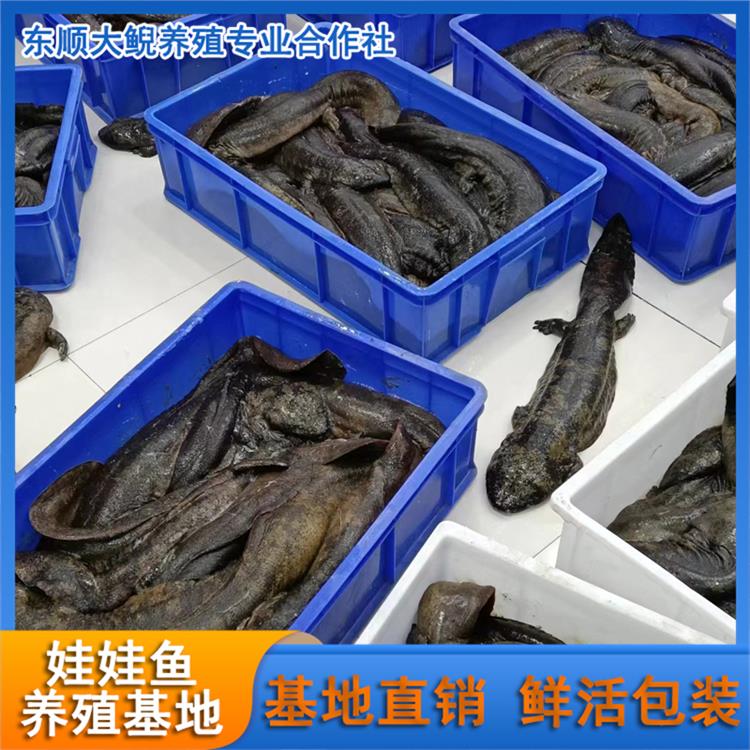 养殖大鲵娃娃鱼市场 南京娃娃鱼出售可提供养殖技术