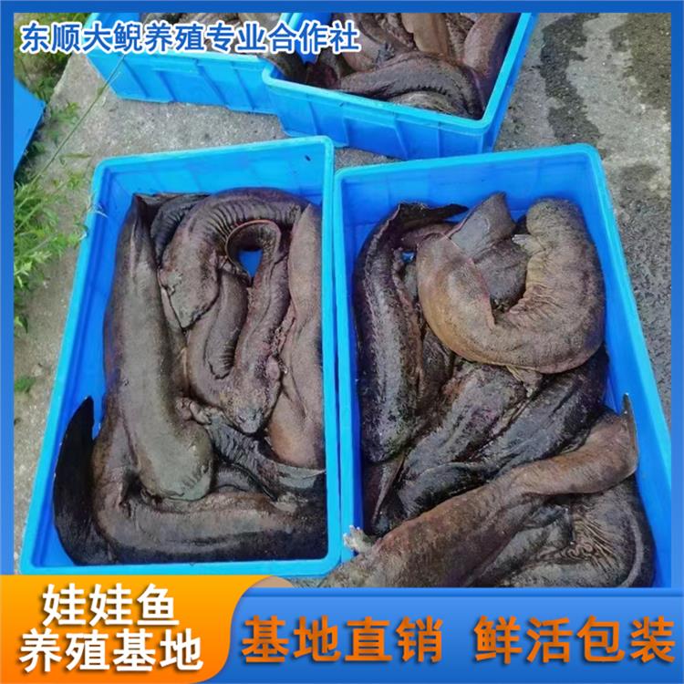 娃娃鱼养殖场 广州娃娃鱼销售批发零售
