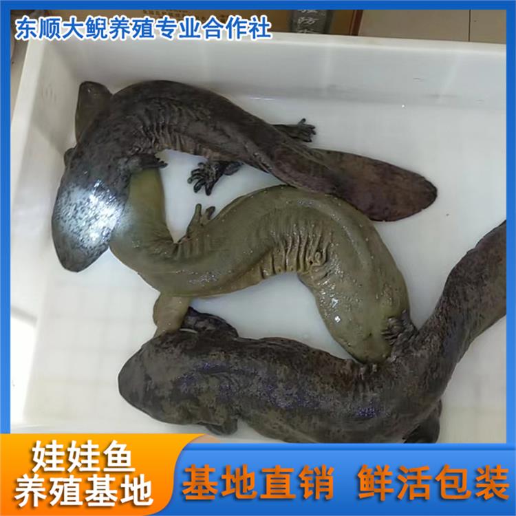 养殖大鲵娃娃鱼市场 广州娃娃鱼养殖价格实惠