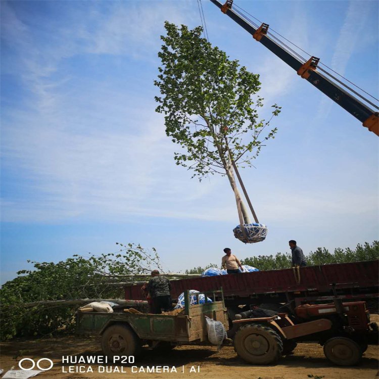 行道树15-25公分 法桐 园林绿化工程基地