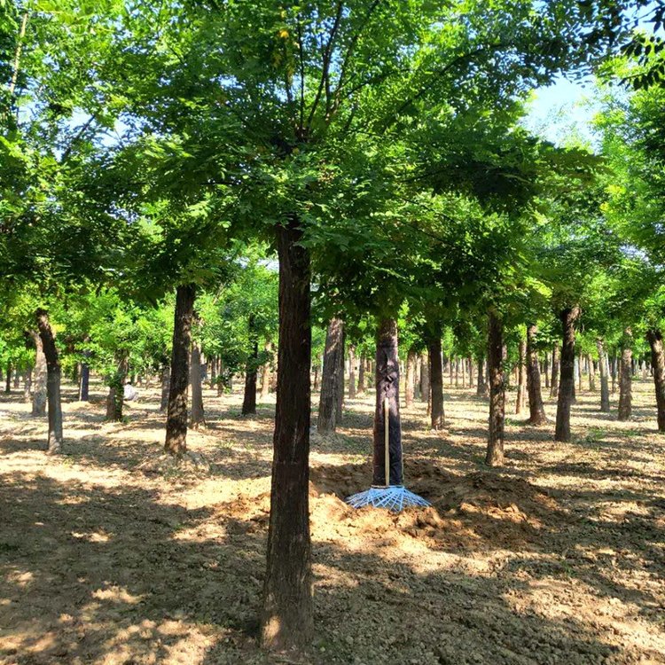 行道风景树 景观国槐 分枝点均匀 冠幅一致