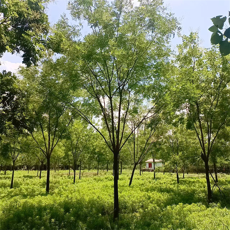 行道风景树 金枝国槐 城市绿化行道树