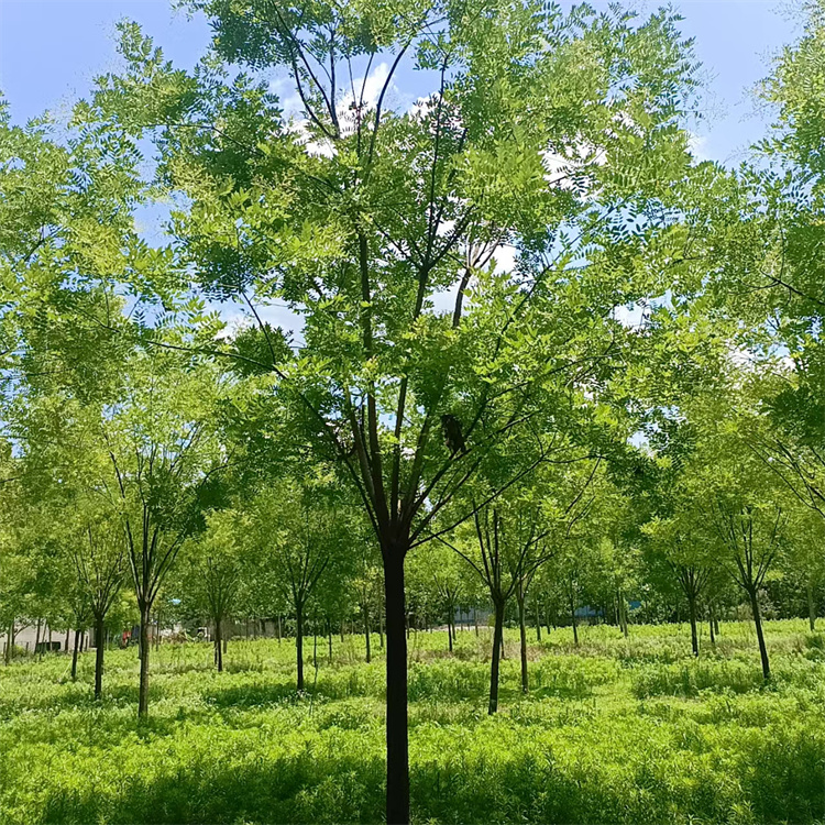 基地直发 春色叶露地槐树 可保留完整土球 易栽植