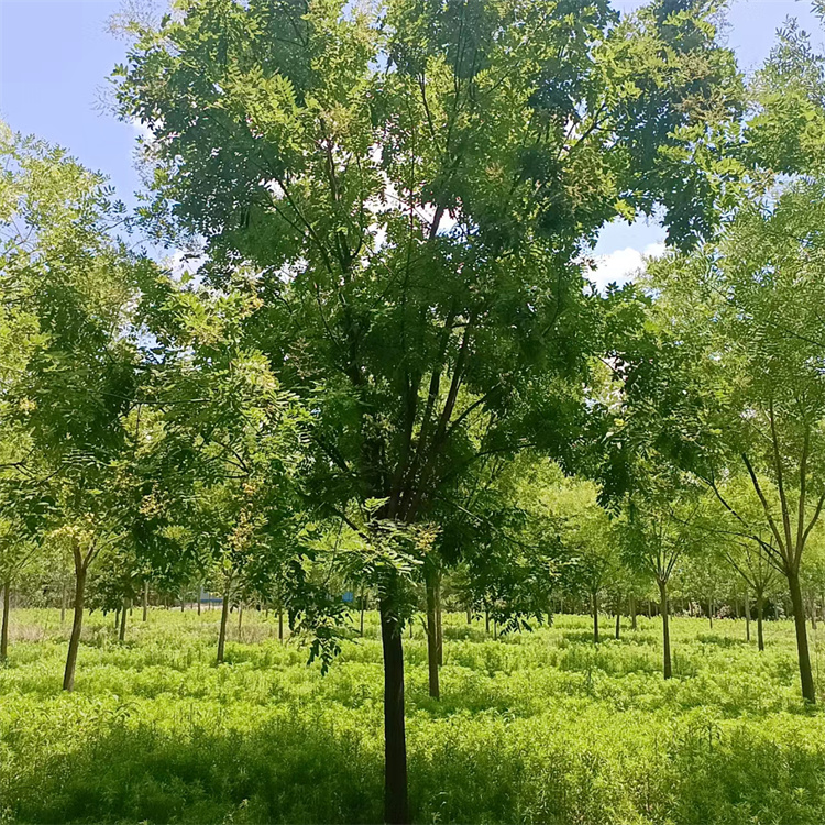 基地直供 国槐树苗 分枝点均匀 冠幅一致