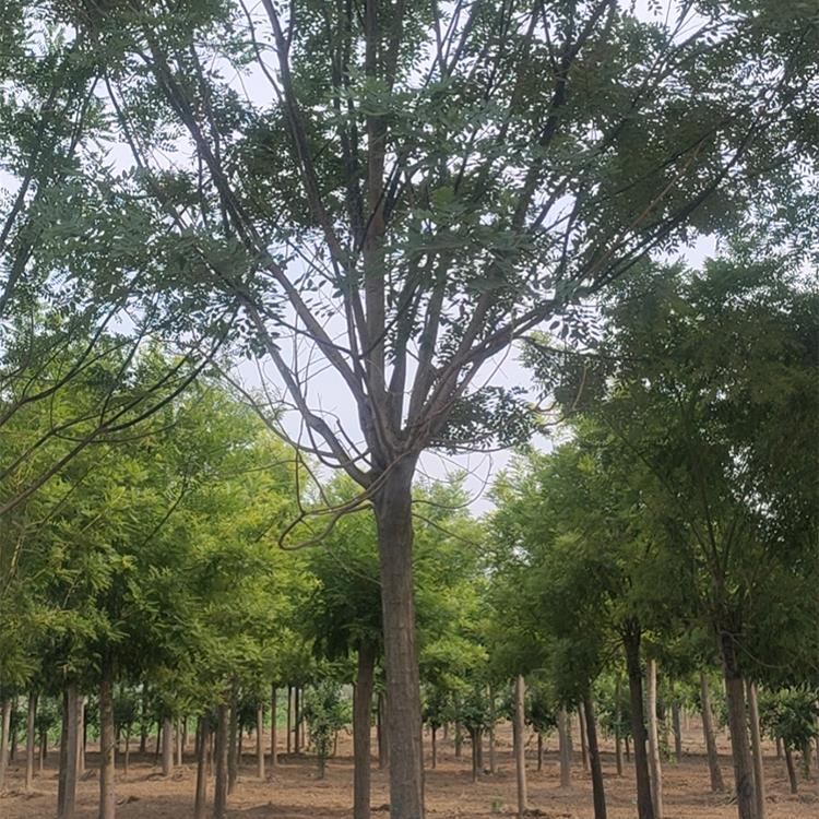 现在可以种什么乔木 202308282111014696.jpg