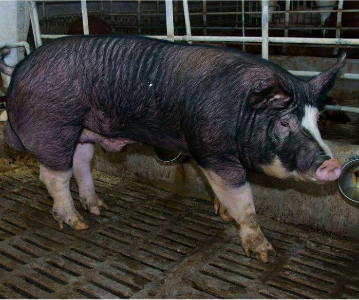 黑母猪可以配种 太湖母猪的价钱 可以配种的太湖黑母猪