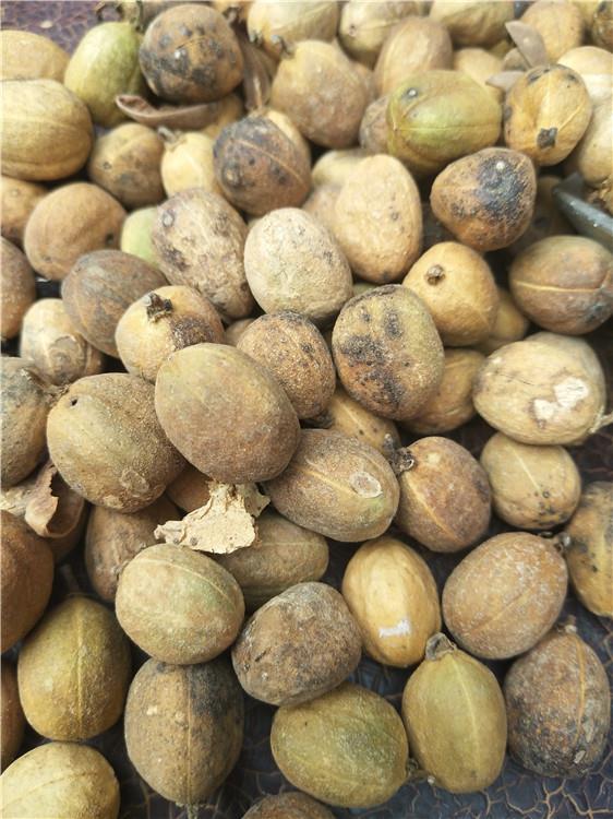 巴豆多少钱斤   亳州巴豆批发价格优