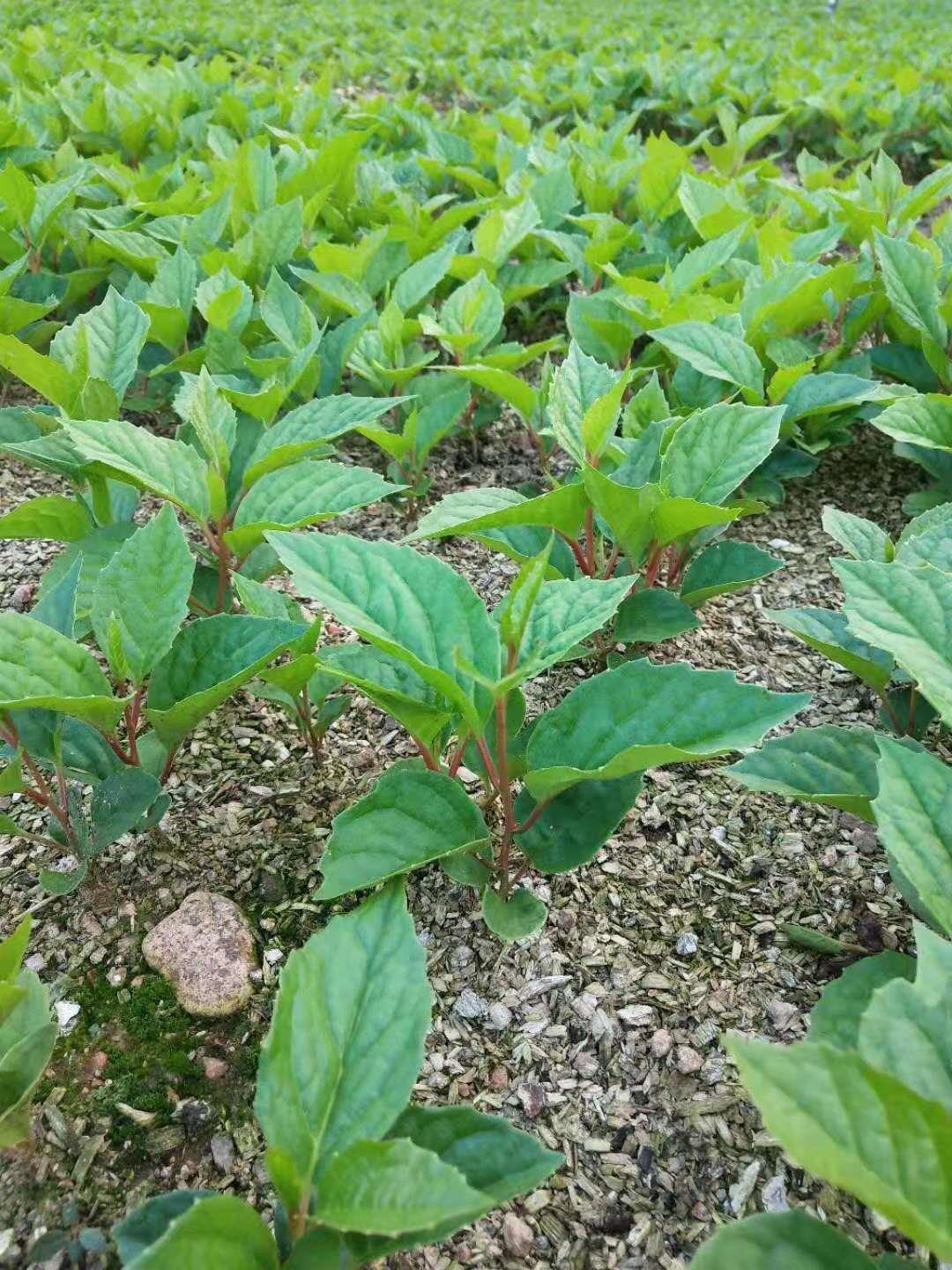 北五味子树苗哪里有