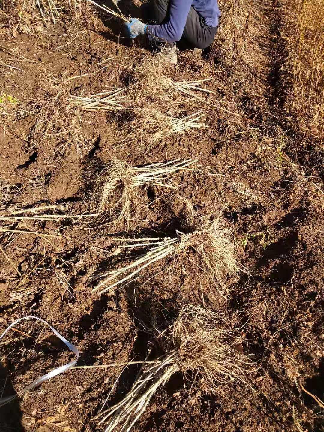 刺嫩芽树苗繁育技术图片