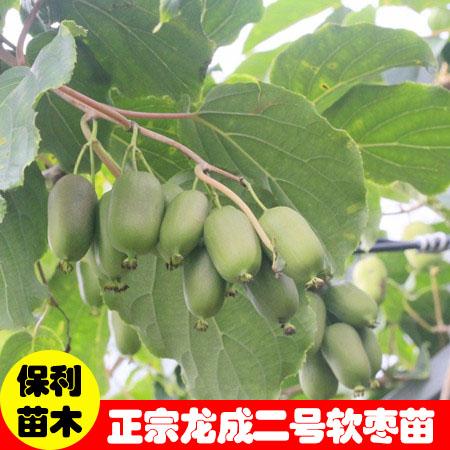 保亭軟棗獼猴桃苗基地樹苗批發價格苗木多少錢一棵在哪裡買