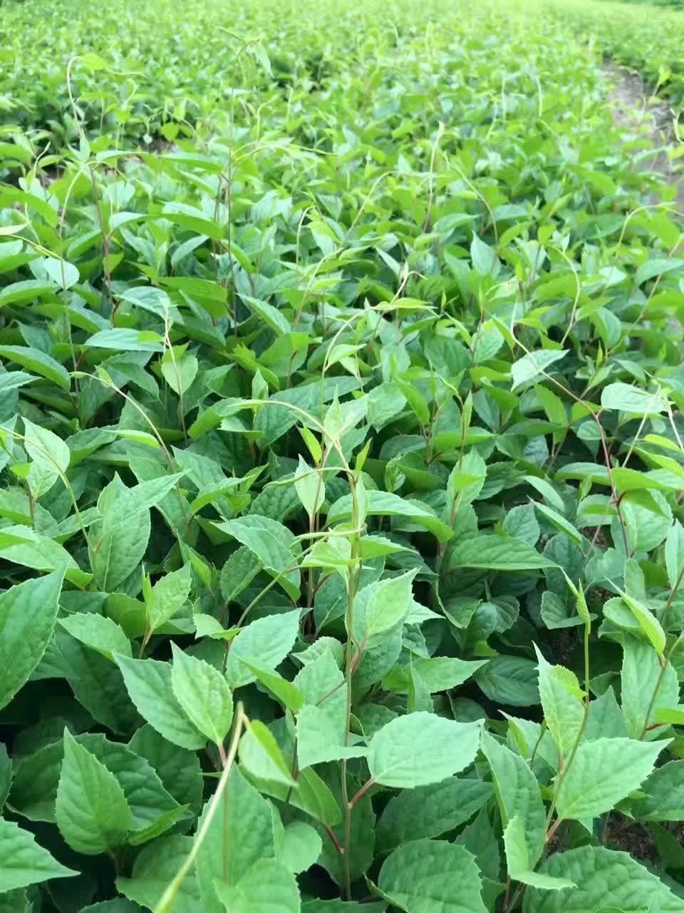 圆枣子苗五味子种苗刺五加苗