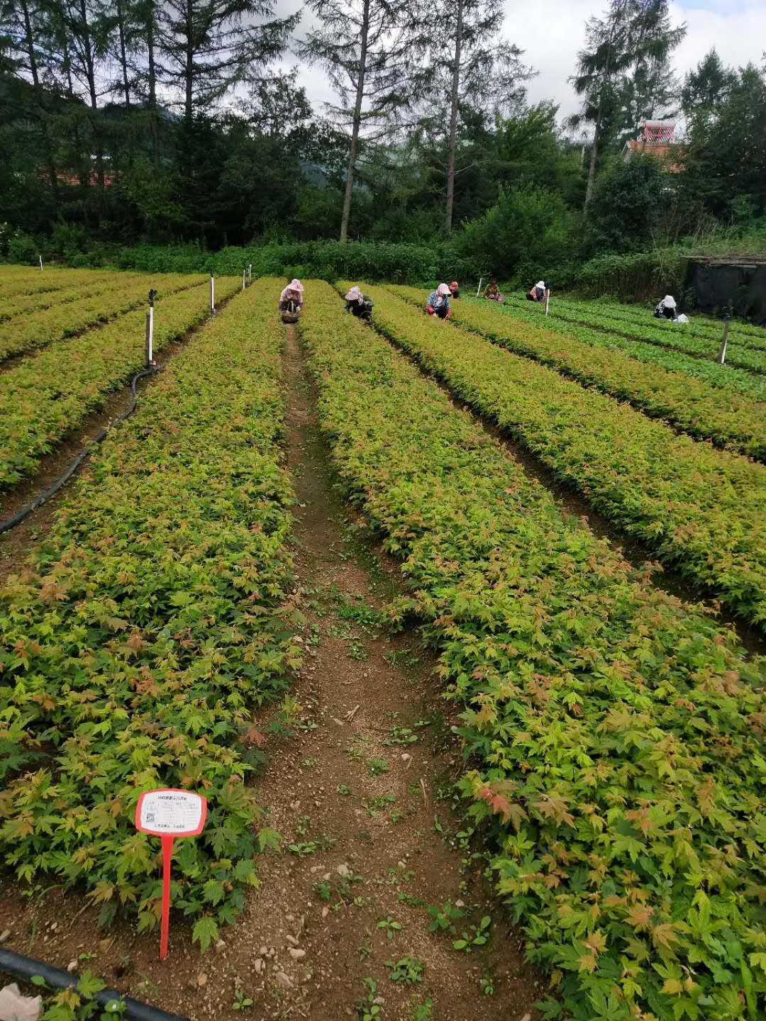 大量出圃九角枫小苗多少钱一棵