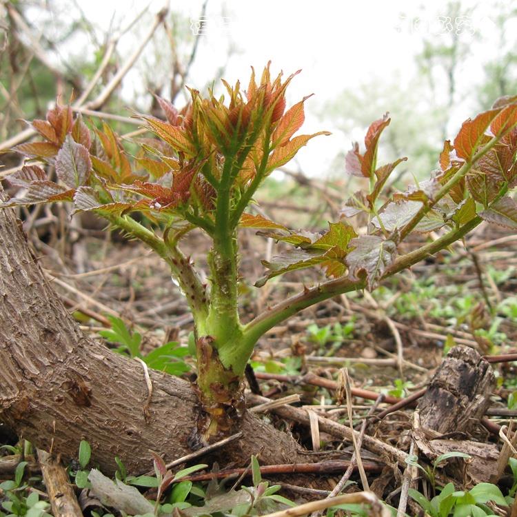 乌龙头小苗 刺老包苗 多少钱