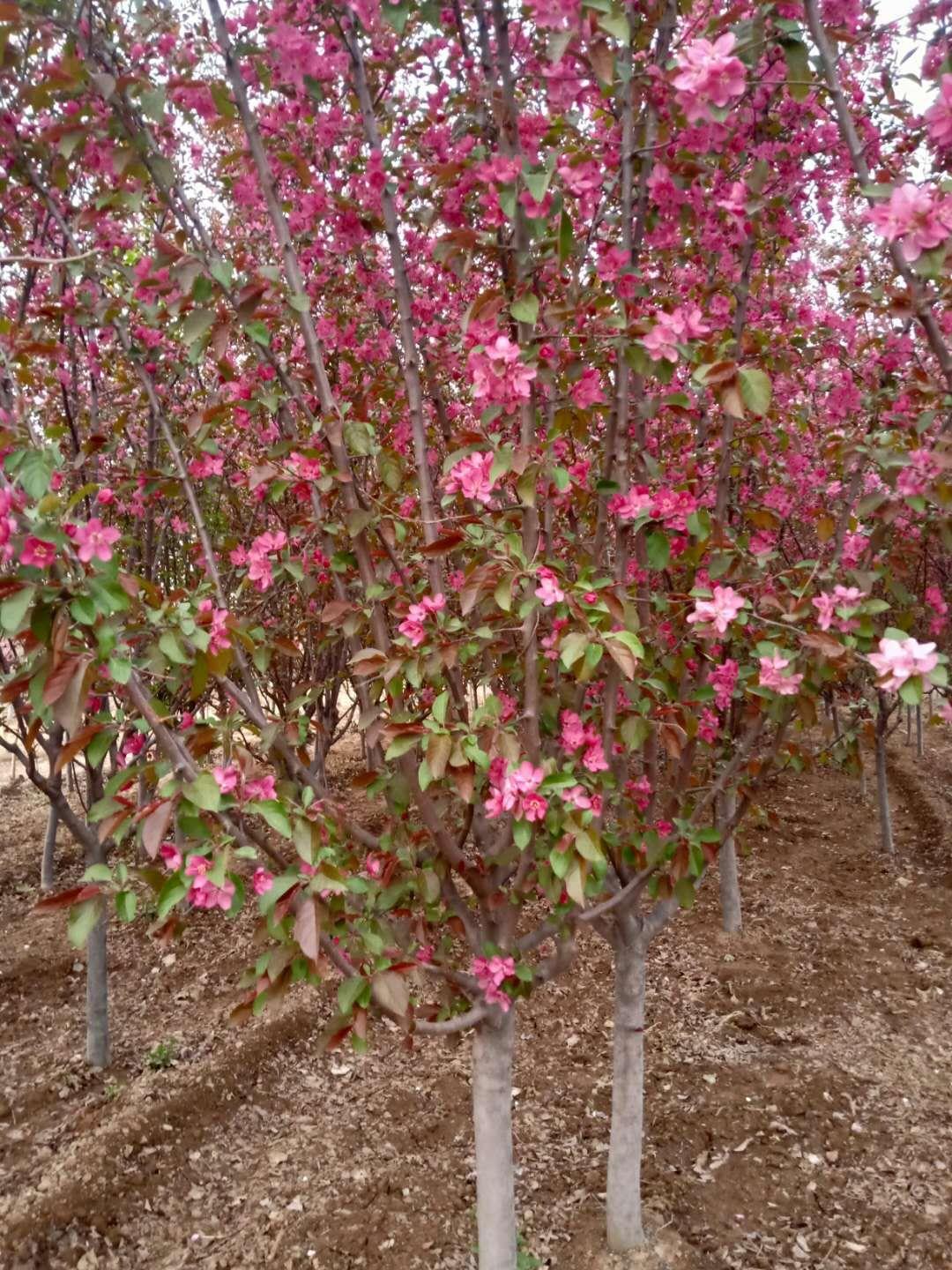 山東泰安櫻花,泰安3公分菊花碧桃