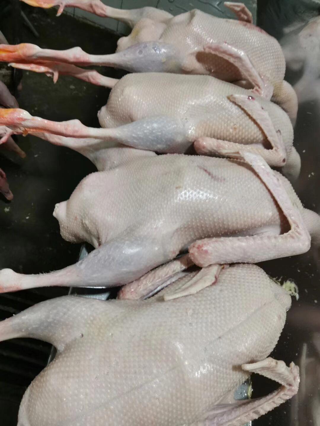 日照市 批发大鹅批发东北大鹅 新鲜白条鹅价格