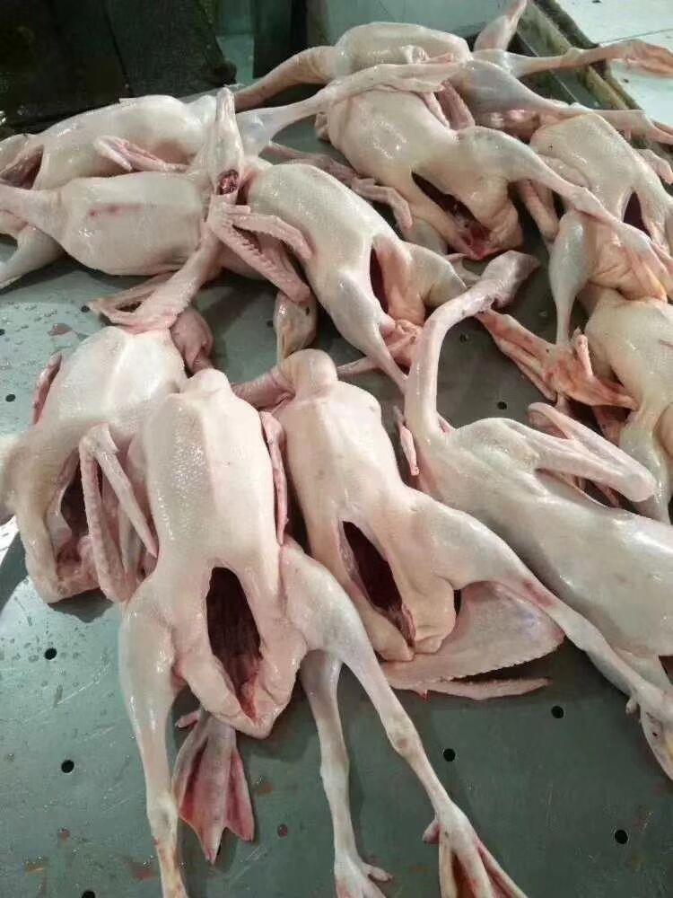 佳木斯市 新鲜老鹅 大鹅批发厂家 卖鲜白条鹅价格