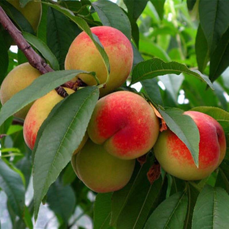 山东嫁接桃树苗 诚信经营