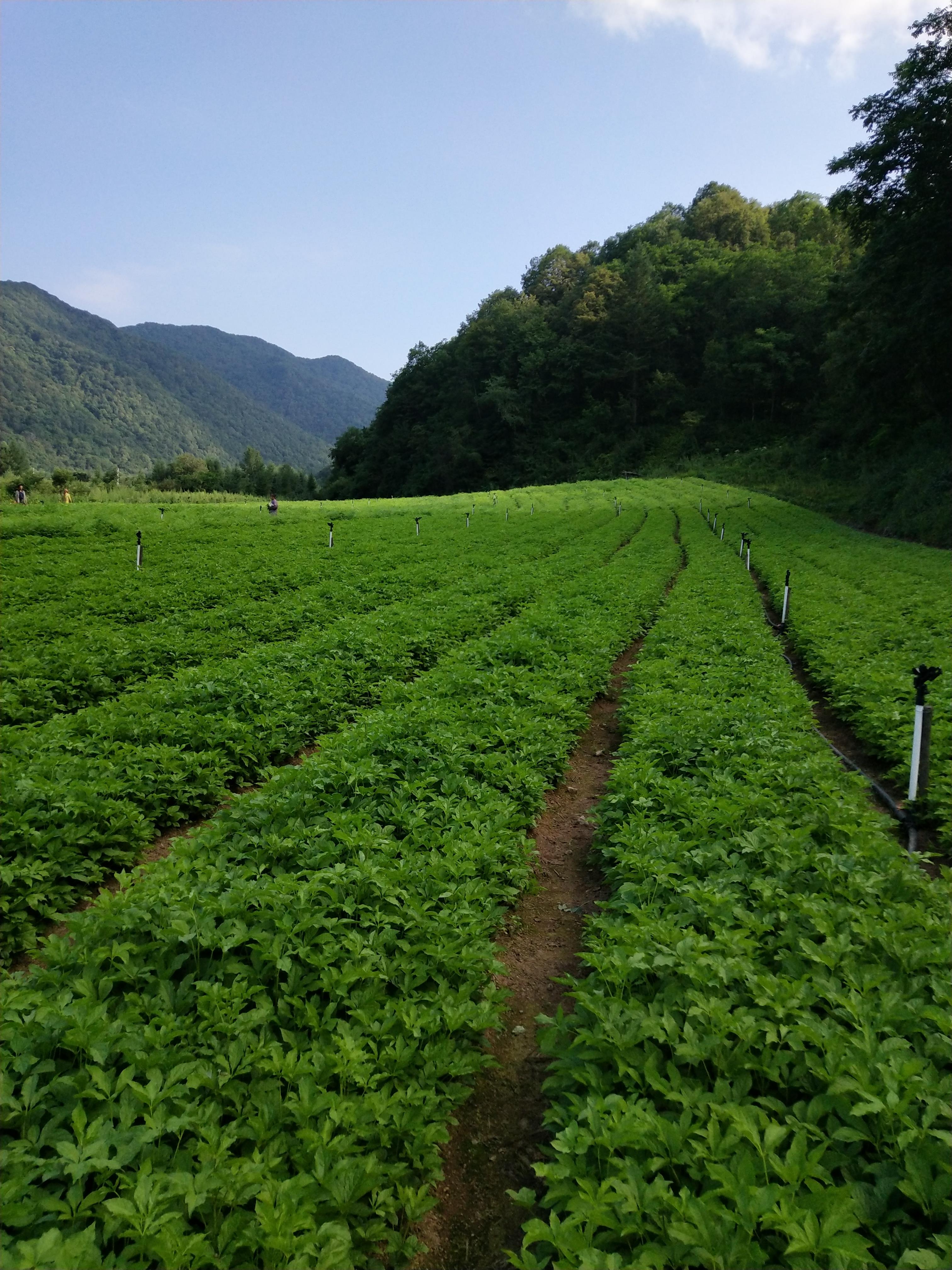 现货供应中药材刺五加树苗