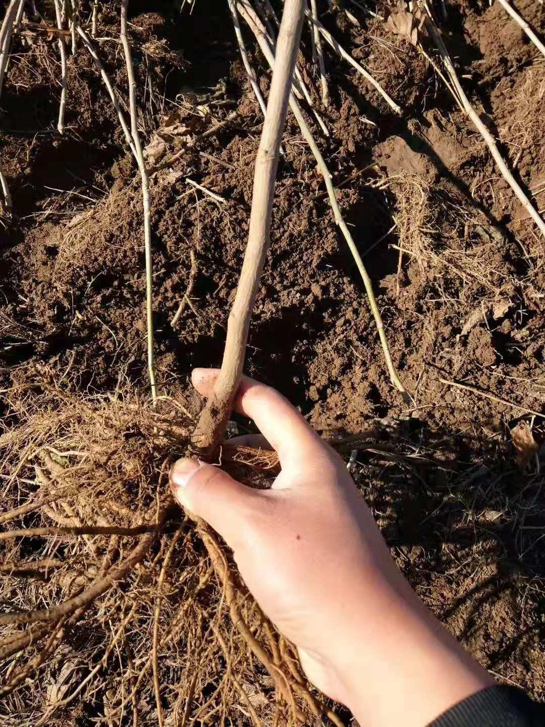 现货供应山野菜刺五加树苗