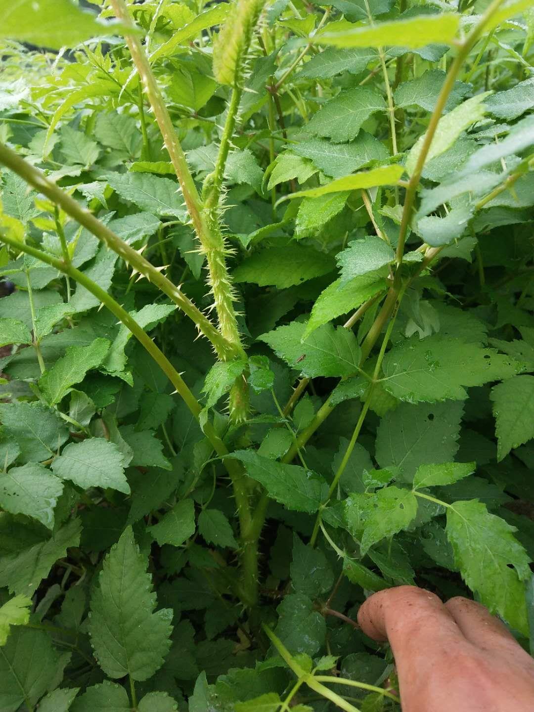 大量批发绿色食品刺嫩芽苗