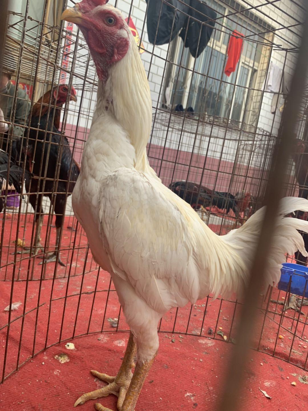 安顺市斗鸡苗养殖场直供价格美丽