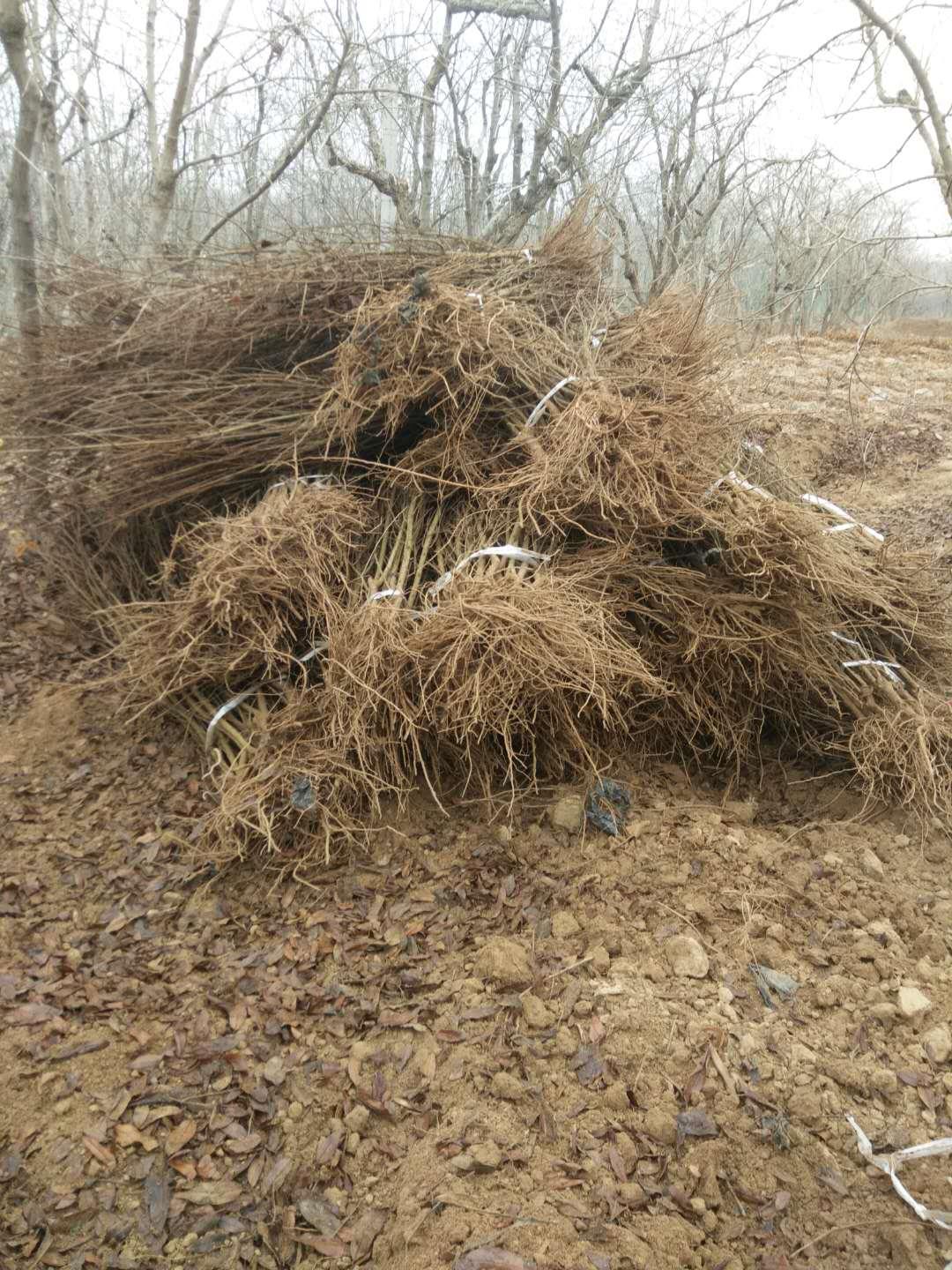 新聞資訊 黃石市軟籽石榴樹苗哪裡有賣 本基地以鄭州農業示範園為