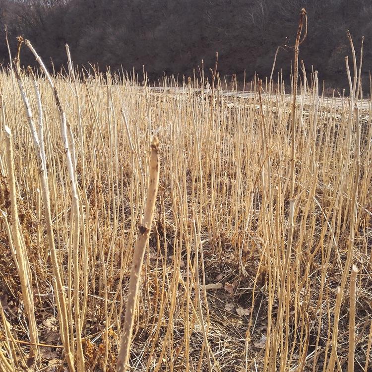 乌龙头树苗 云南刺嫩芽苗批发 自产自销