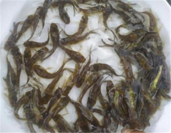黄骨鱼苗 黄颡鱼苗 大量杂交黄骨鱼苗批发