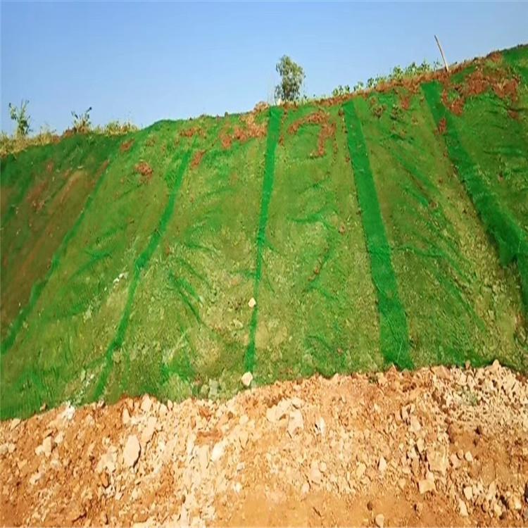 三维植草网 护坡绿化专用