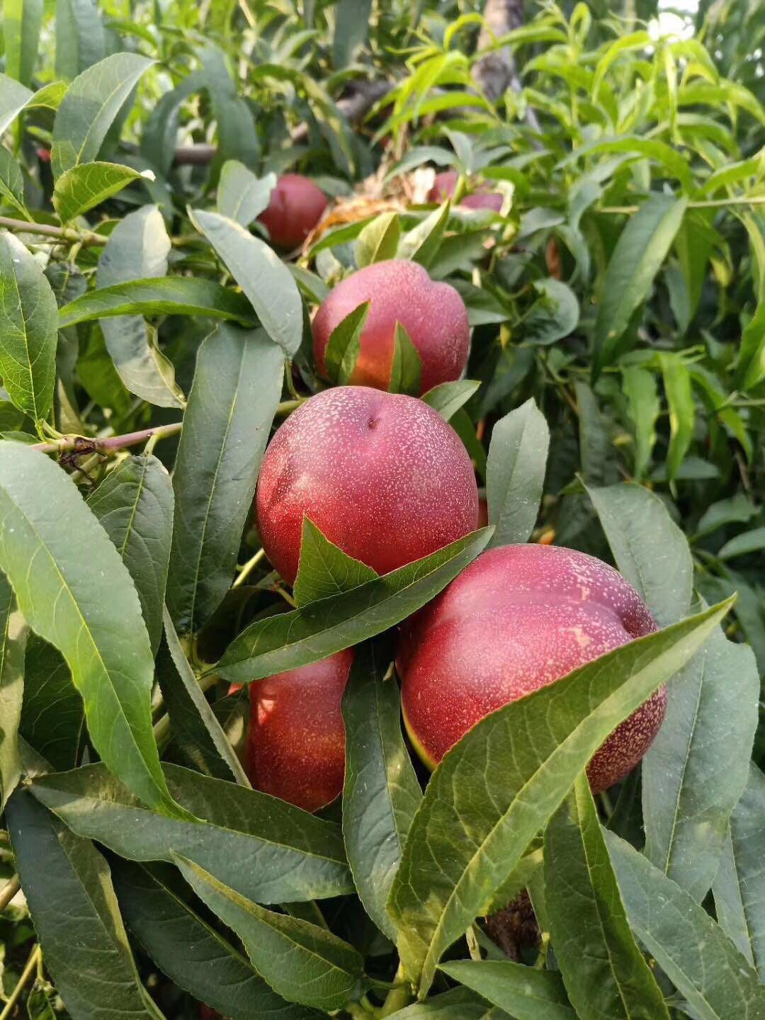 油桃产地批发 曙光油桃批发 安徽曙光油桃