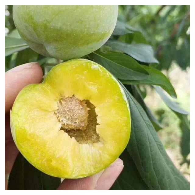 青脆李苗出售,眉山青脆李子苗