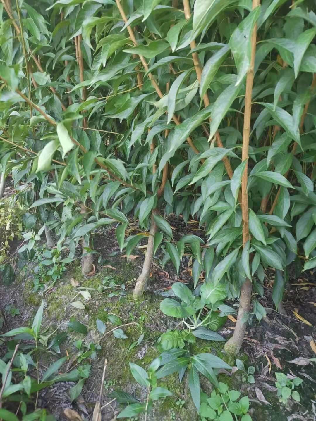 青脆李苗批发,自贡青脆李树苗