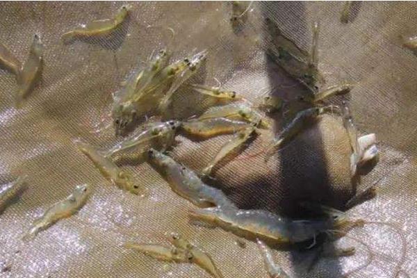 淡水虾养殖的条件 淡水虾养殖技术条件