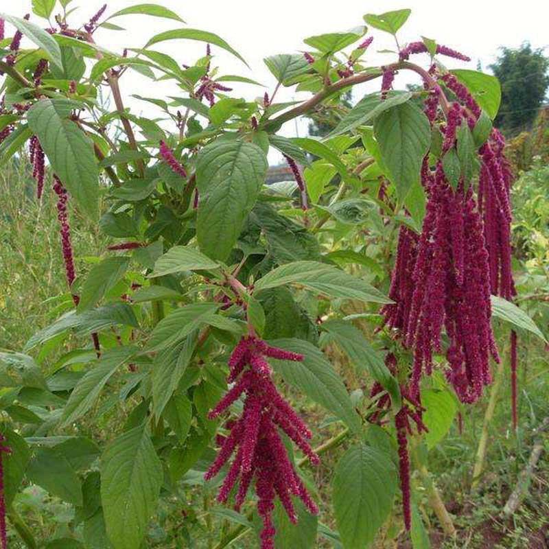 浙江美国籽粒苋草种