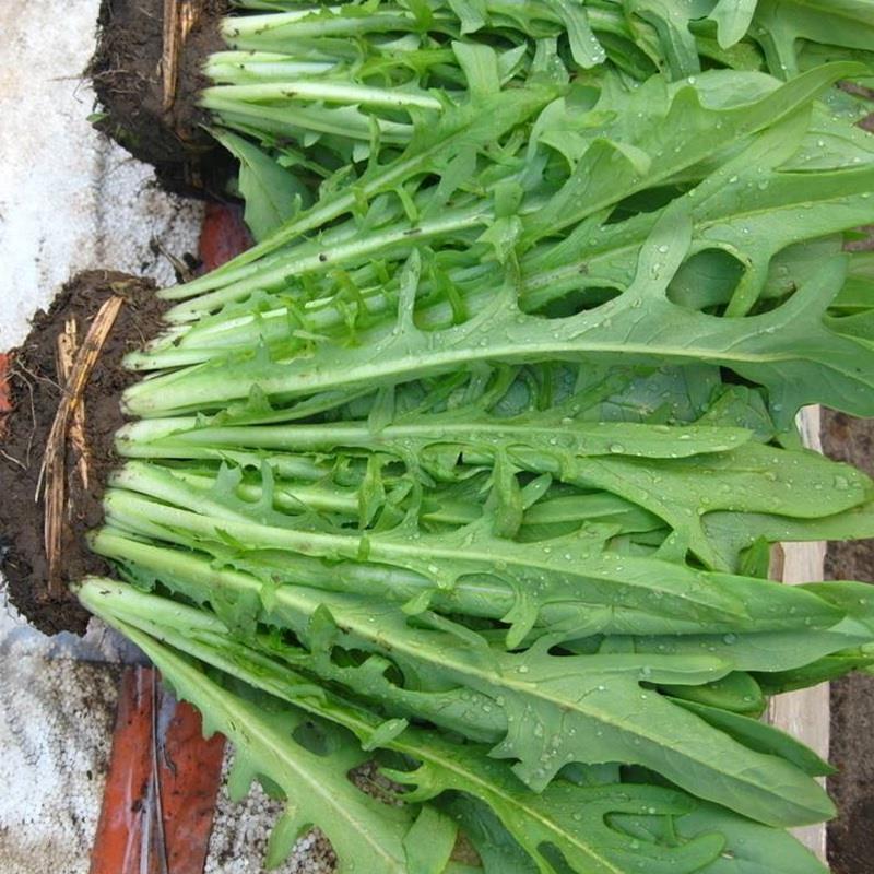 四川苦荬菜播种方法